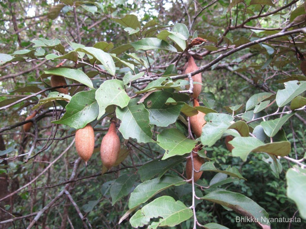 Pterospermum suberifolium (L.) Raeusch.